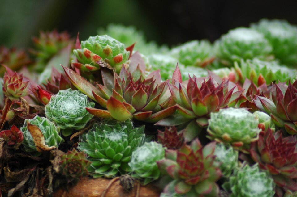 Houseleek thick sheet greenhouse plant photo