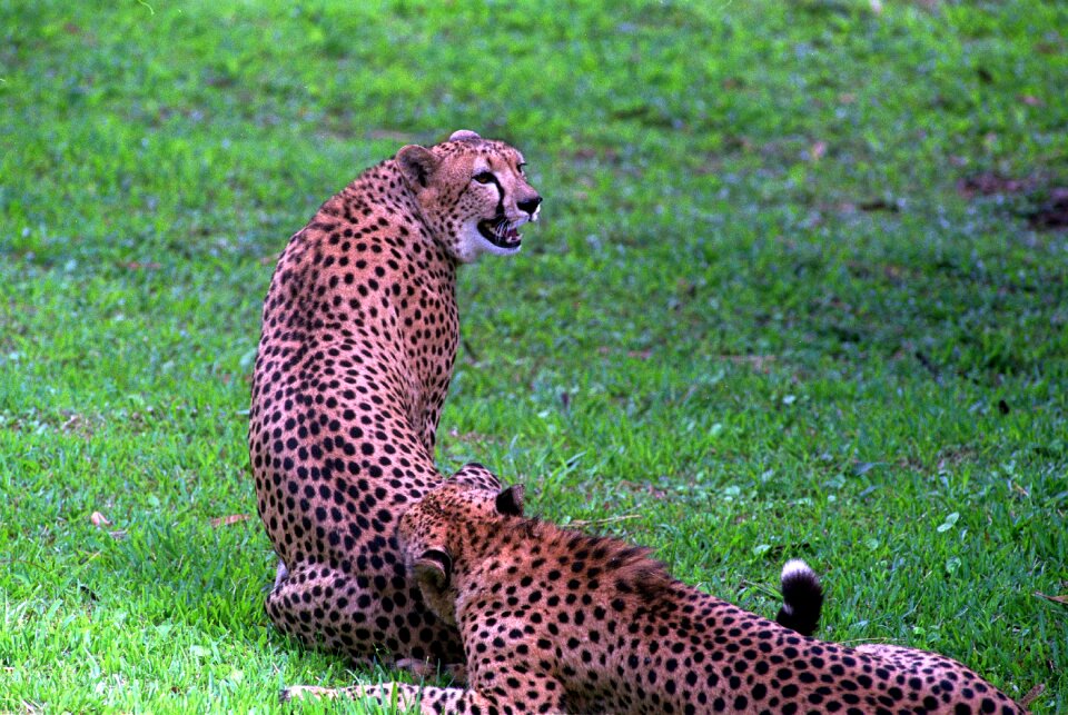 Branch carnivore carnivorous
