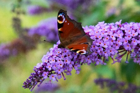 Blossom bloom lilac