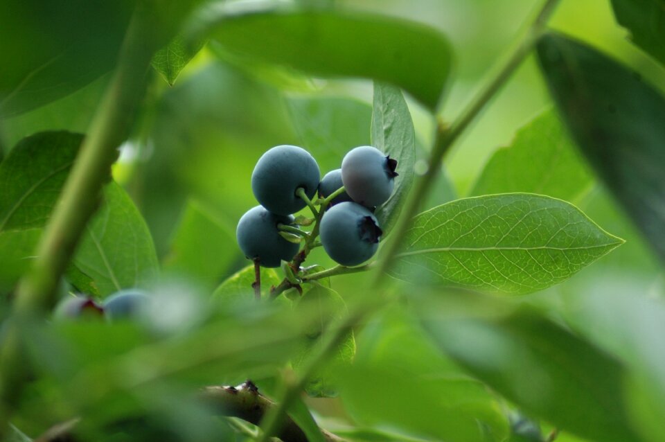 Delicious summer blue