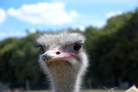 Animal zoo head photo