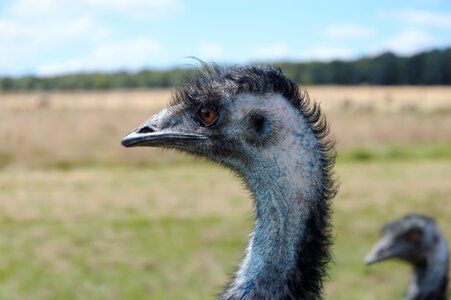 Animals head animal photo