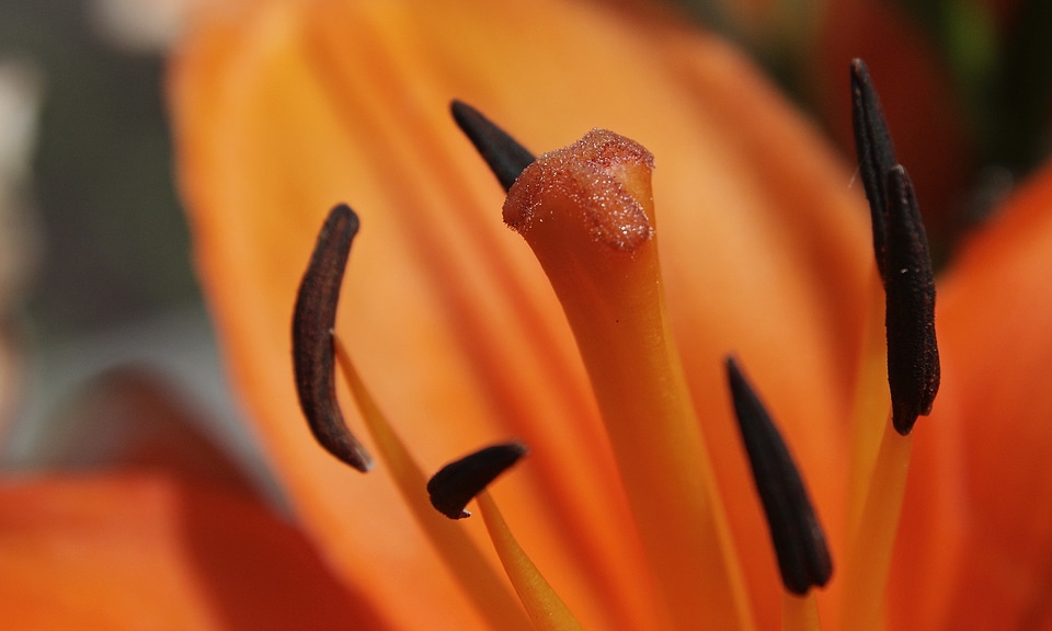 Flower plant flowers