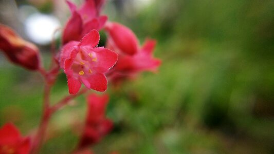 Red flower nature