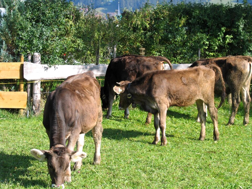 Cows young cattle allgäu