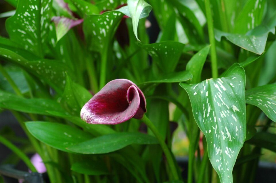 Bloom plant blossom