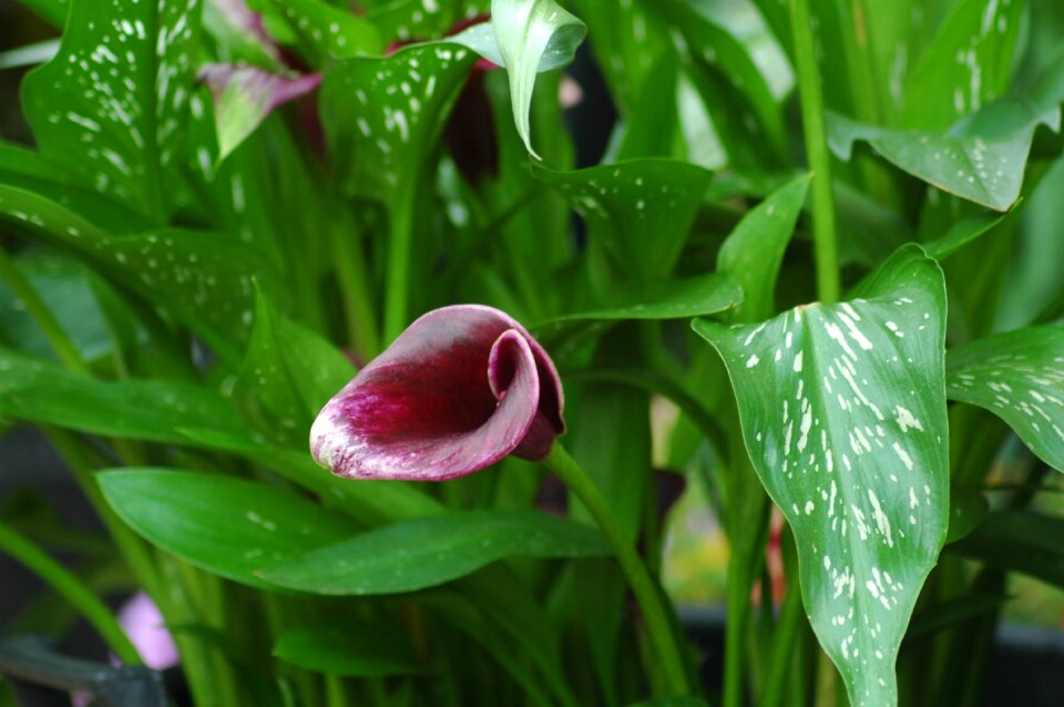 Bloom plant blossom photo