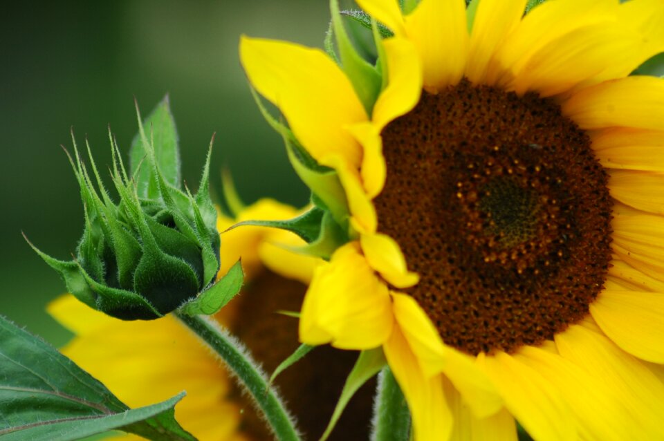 Summer yellow plant