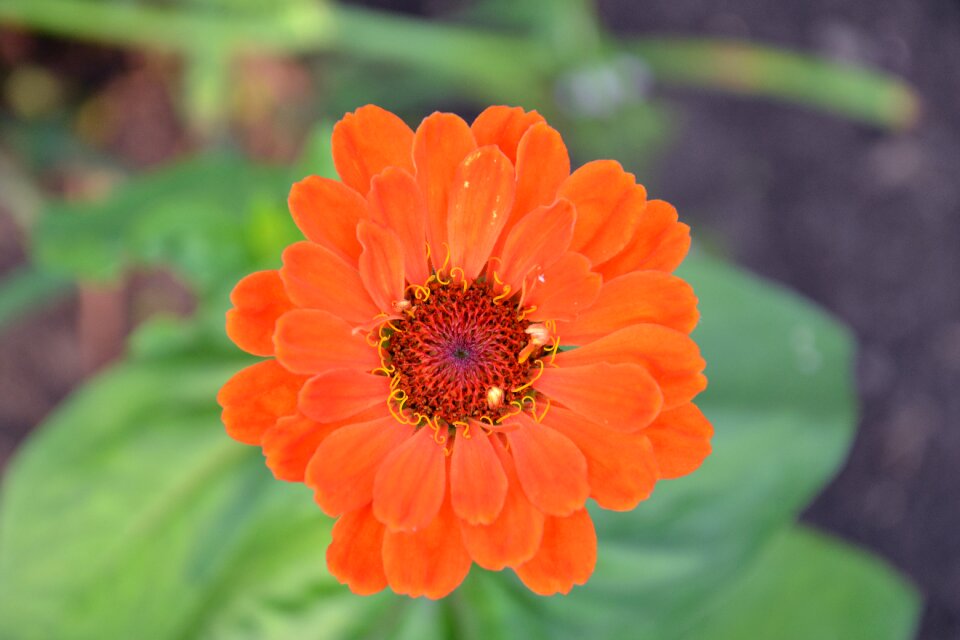 Plant beautiful flower nature