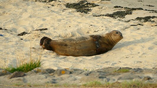 Mammal animal marine life photo