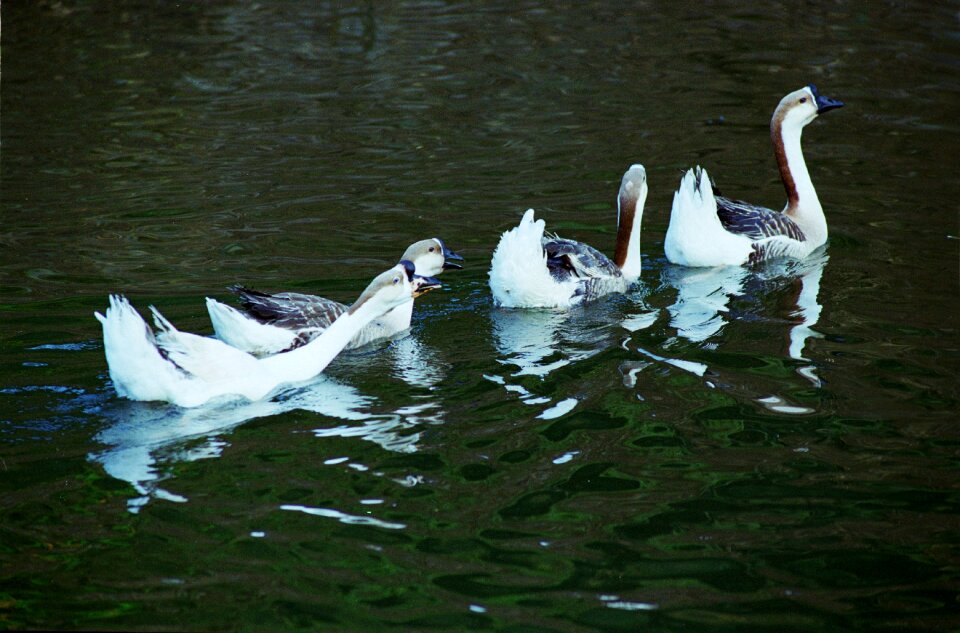 Beautiful beauty bird