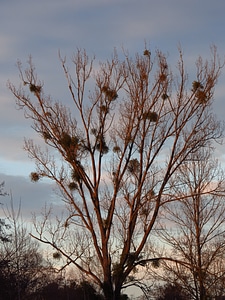 Silhouette black mistletoe