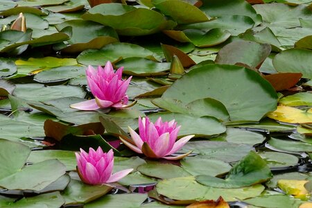 Pond lake lily pond