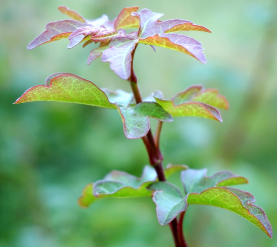 Shrubs garden plant