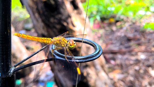 Insects light vietnam