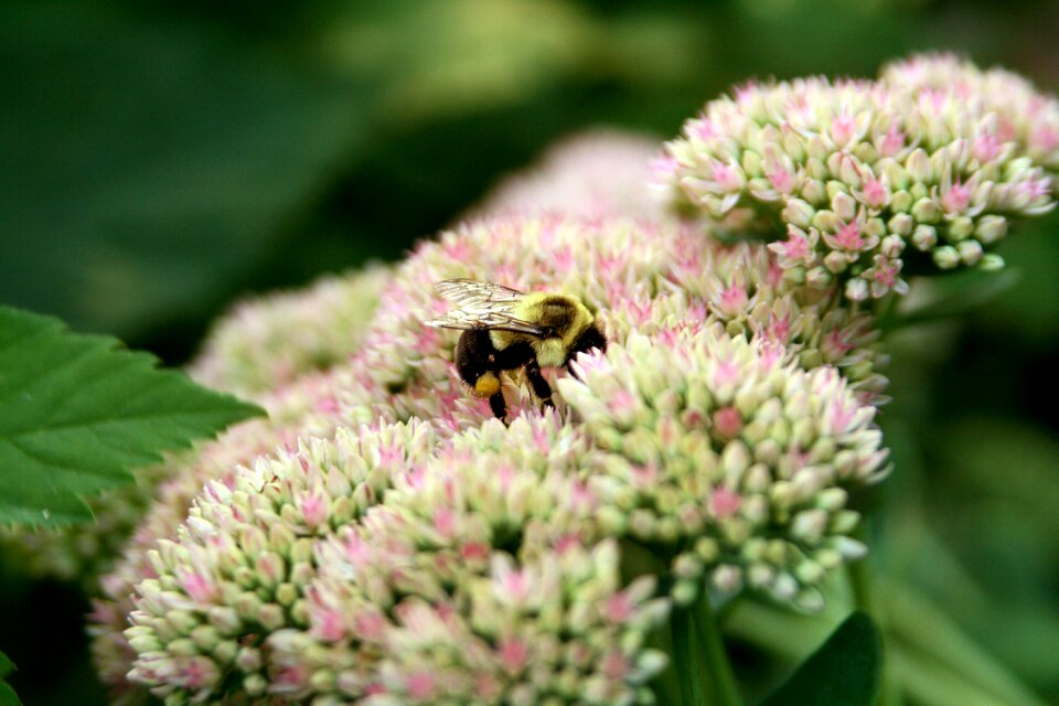 Pollinate wildlife insect