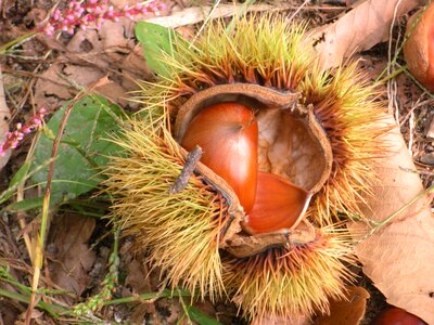 Autumn chestnut fruit