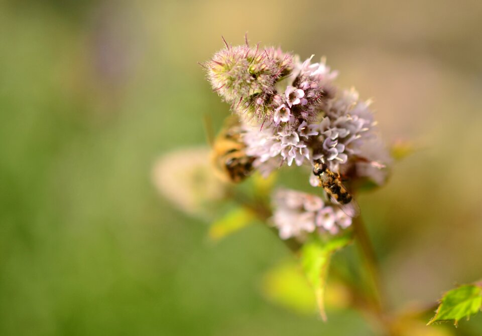 Mint inflorescence medicinal plant