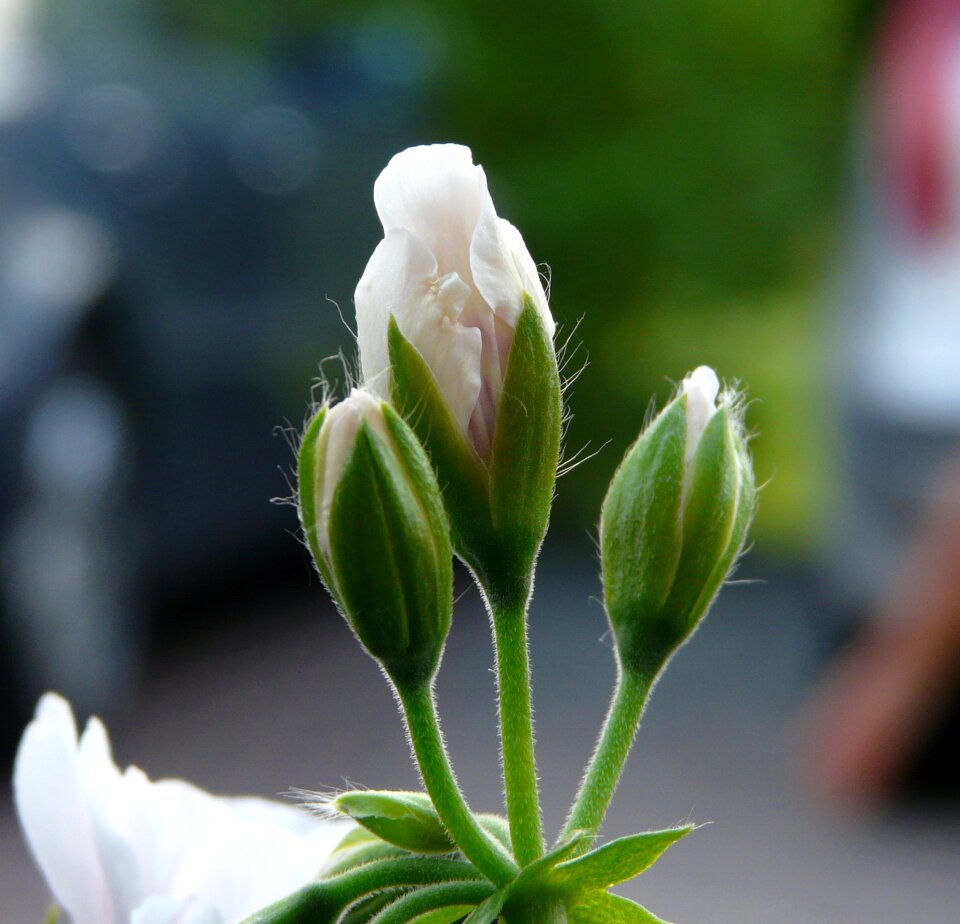 Bud close up macro