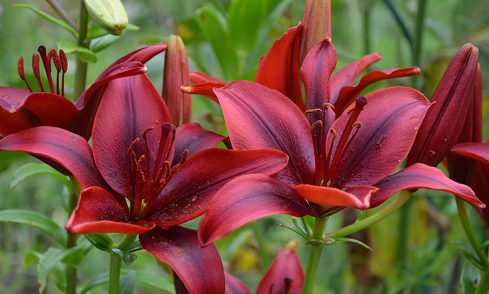 Red purple green