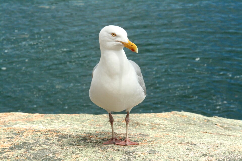 Bird ocean wildlife