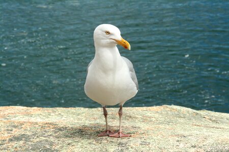 Bird ocean wildlife photo