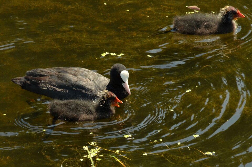 Young feed parents photo