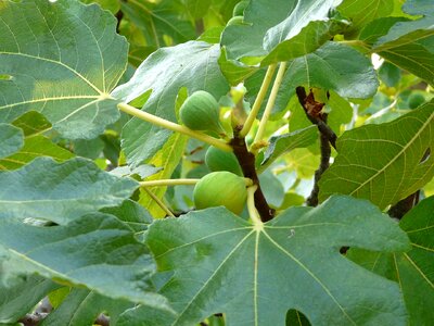 Fig close up fig leaves