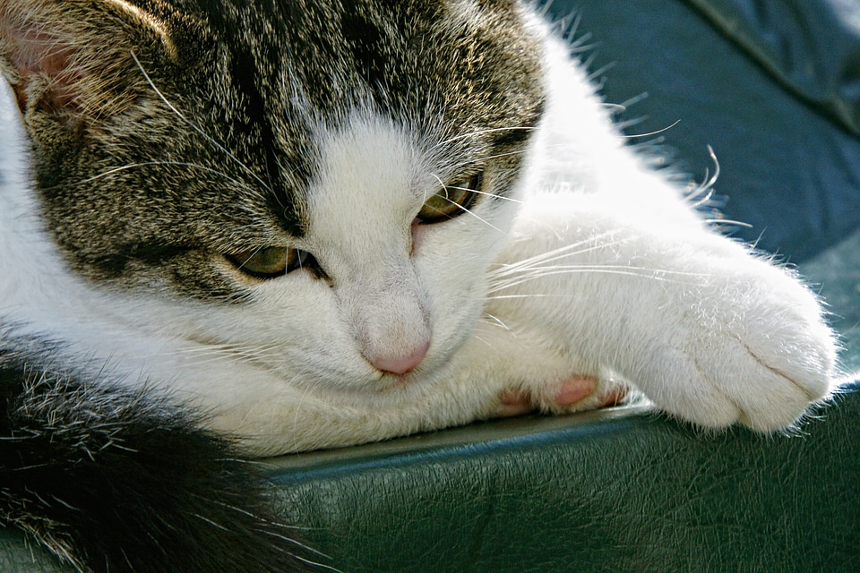 Animal domestic cat relaxed