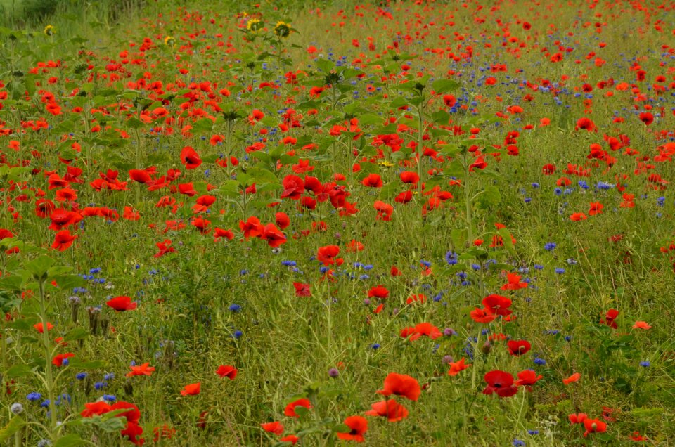 Field flowers flora nature