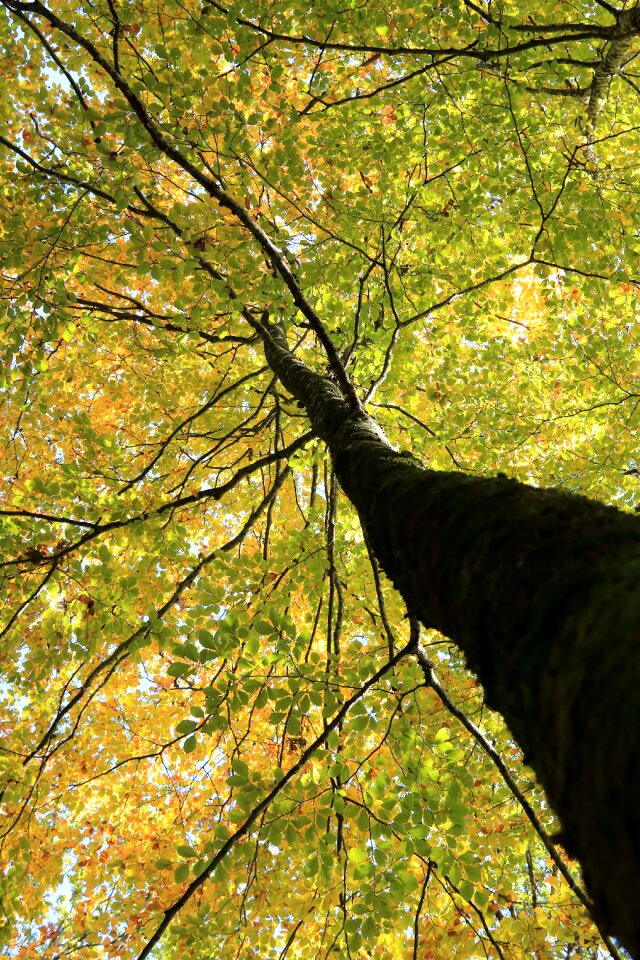 Wood nature branches