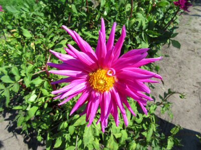 Pink merry flowers photo