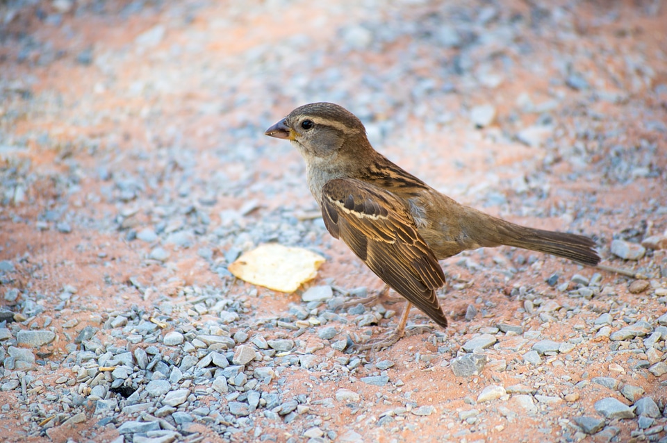 Wildlife desert birds outdoors