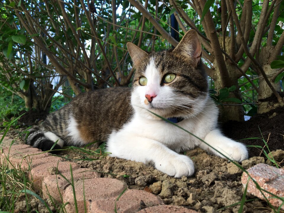 Cat lying cat eyes animals