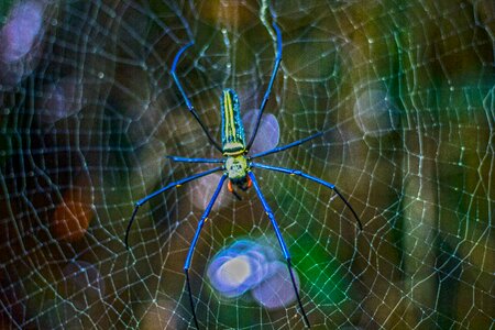 Embankment six legs spiderweb