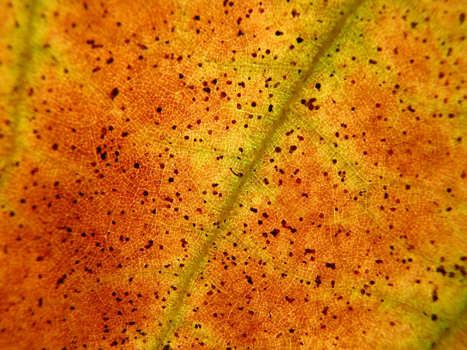 Red nature leaf veins