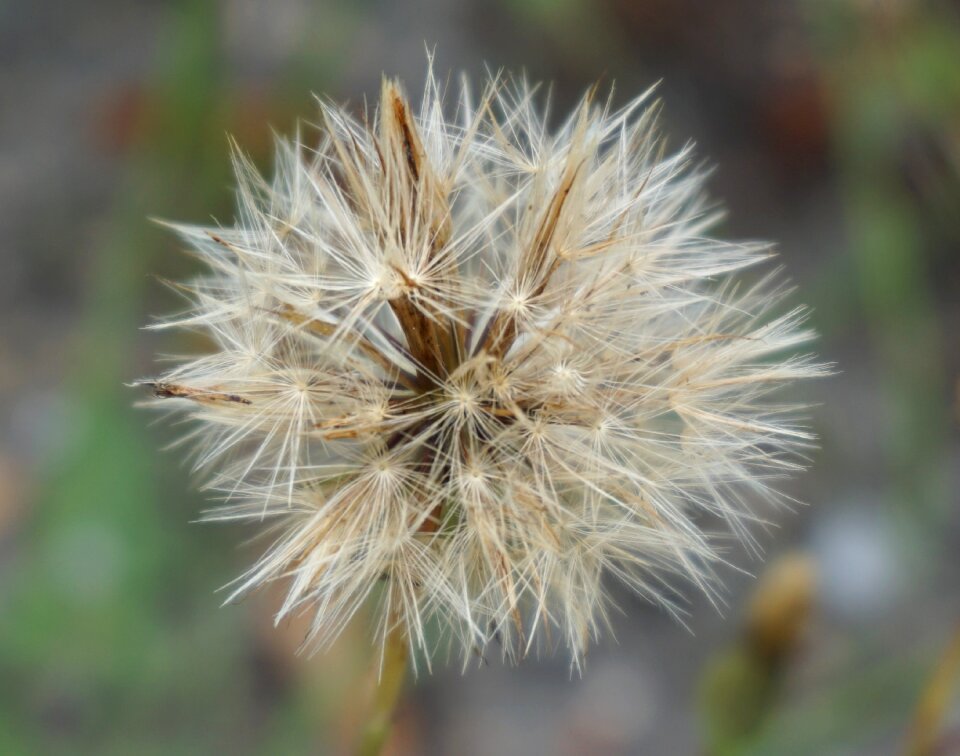 Seeds plant close up