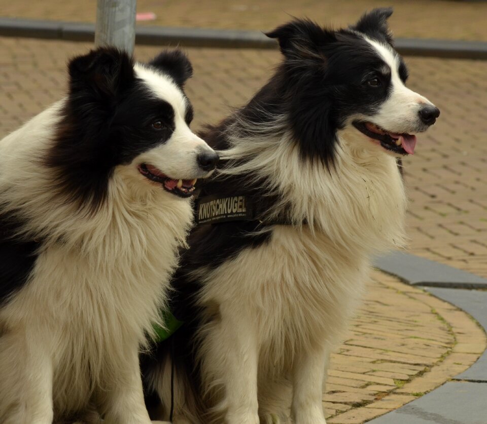 Collie white black