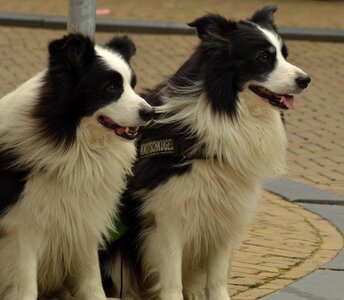 Collie white black