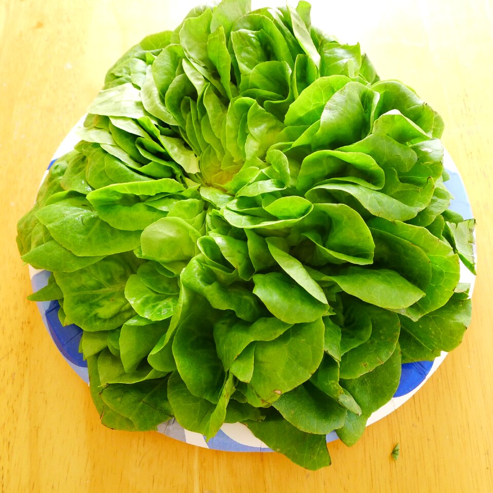 Vegetable fresh vegetables healthy foods