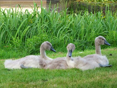 Beak waterfowl youngsters photo