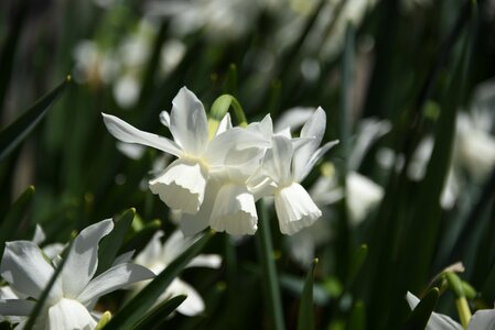 Daffodil nature spring