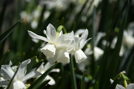 Daffodil nature spring photo