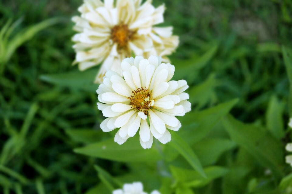 Nature spring yellow