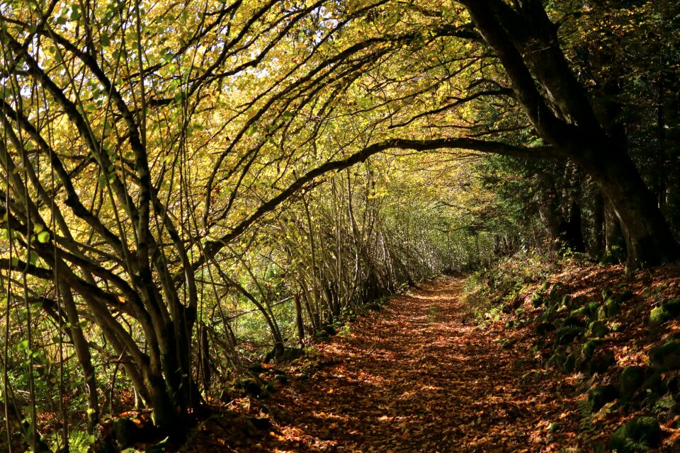 Trees nature field