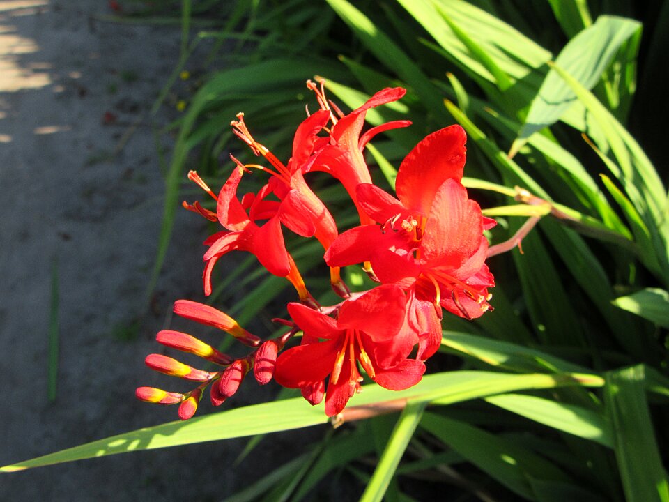 Flower nature garden