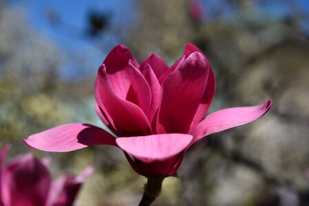 Bloom plant magnoliaceae
