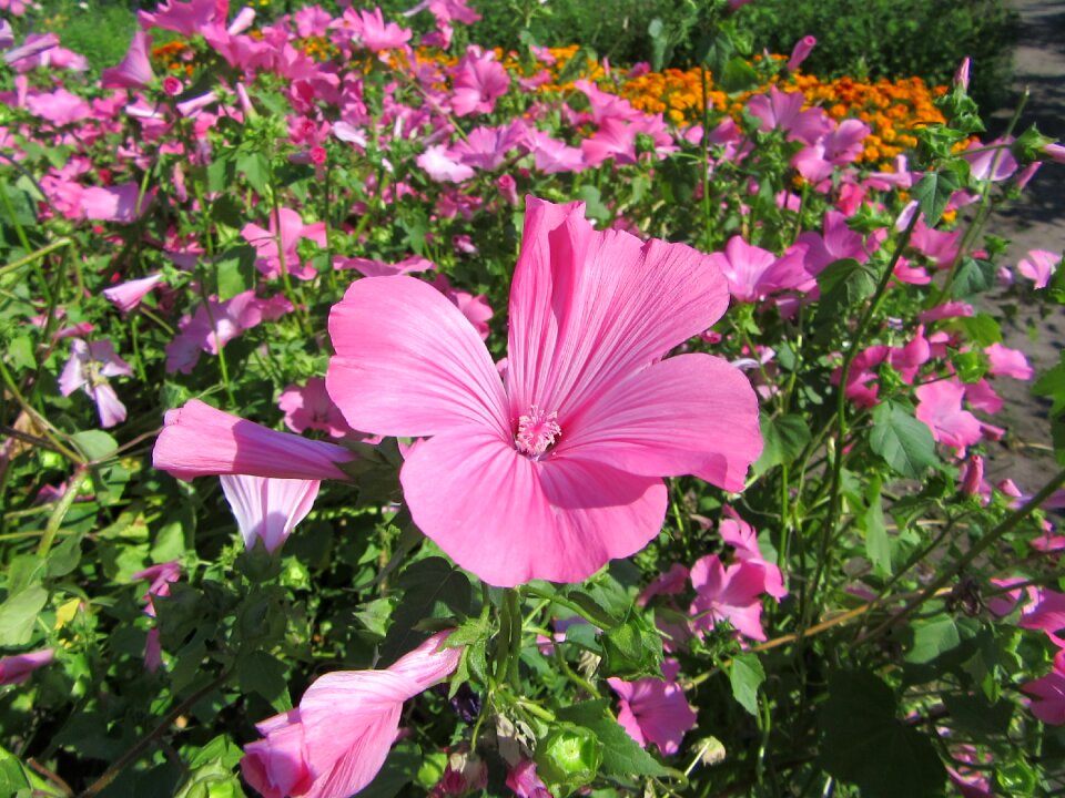 Summer plants garden plant
