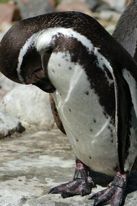 Sharp animal bird park walsrode