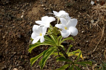 Snowdrop garden nature